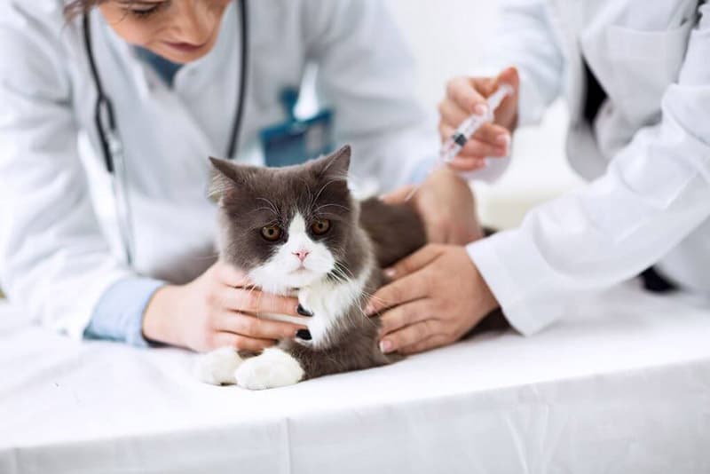 Mikroçip Uygulama Hizmeti Millet Veteriner Kliniği Bursa